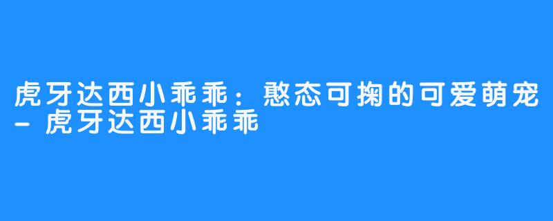 虎牙达西小乖乖：憨态可掬的可爱萌宠-虎牙达西小乖乖