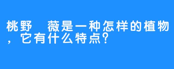 桃野薔薇是一种怎样的植物,它有什么特点?