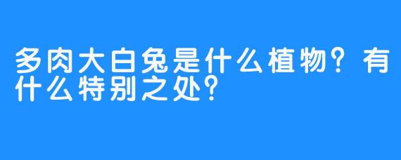 多肉大白兔是什么植物？有什么特别之处？