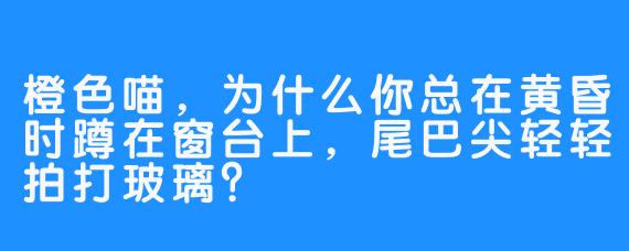 橙色喵，为什么你总在黄昏时蹲在窗台上，尾巴尖轻轻拍打玻璃？